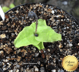 BUTTERWORT (Temperate):  Pinguicula Grandiflora loc Spain for sale | Buy carnivorous plants and seeds online @ South Africa's leading online plant nursery, Cultivo Carnivores