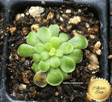 BUTTERWORT (Mexican):  Pinguicula Hemiepiphytica loc Mexico for sale | Buy carnivorous plants and seeds online @ South Africa's leading online plant nursery, Cultivo Carnivores