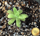 BUTTERWORT (Mexican):  Pinguicula Jaumavensis x Moctezumae for sale | Buy carnivorous plants and seeds online @ South Africa's leading online plant nursery, Cultivo Carnivores
