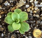 BUTTERWORT (Mexican):  Pinguicula Martinezii for sale | Buy carnivorous plants and seeds online @ South Africa's leading online plant nursery, Cultivo Carnivores