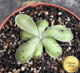 BUTTERWORT (Mexican):  Pinguicula CC62 (Seedgrown) for sale | Buy carnivorous plants and seeds online @ South Africa's leading online plant nursery, Cultivo Carnivores