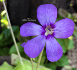 BUTTERWORT (Mexican):  Pinguicula Agnata x Zecheri for sale | Buy carnivorous plants and seeds online @ South Africa's leading online plant nursery, Cultivo Carnivores