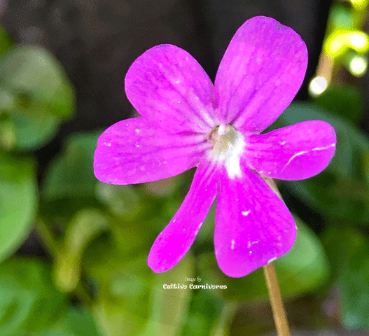 BUTTERWORT (Mexican):  Pinguicula Ehlersiae x Moranensis for sale | Buy carnivorous plants and seeds online @ South Africa's leading online plant nursery, Cultivo Carnivores