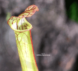TRUMPET PITCHER:  Sarracenia Cikiswa (Complex Hybrid) for sale | Buy carnivorous plants and seeds online @ South Africa's leading online plant nursery, Cultivo Carnivores