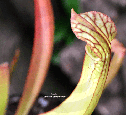 TRUMPET PITCHER:  Sarracenia Cikiswa (Complex Hybrid) for sale | Buy carnivorous plants and seeds online @ South Africa's leading online plant nursery, Cultivo Carnivores