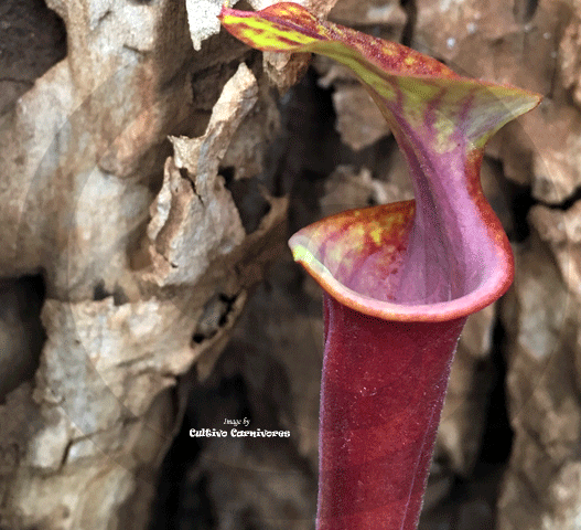 TRUMPET PITCHER: Sarracenia Flava var rubricorpora (Seedgrown) for sale | Buy carnivorous plants and seeds online @ South Africa's leading online plant nursery, Cultivo Carnivores
