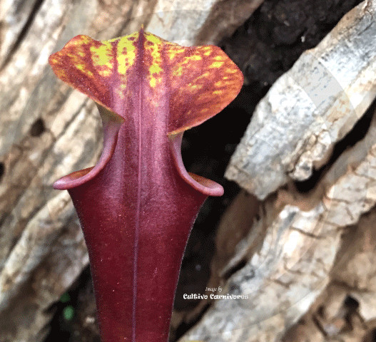 TRUMPET PITCHER: Sarracenia Flava var rubricorpora (Seedgrown) for sale | Buy carnivorous plants and seeds online @ South Africa's leading online plant nursery, Cultivo Carnivores