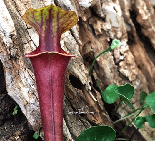 TRUMPET PITCHER: Sarracenia Flava var rubricorpora (Seedgrown) for sale | Buy carnivorous plants and seeds online @ South Africa's leading online plant nursery, Cultivo Carnivores