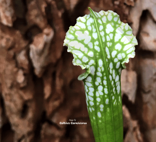 TRUMPET PITCHER:  Sarracenia Leucophylla, Mostly Green & White Tops for sale | Buy carnivorous plants and seeds online @ South Africa's leading online plant nursery, Cultivo Carnivores