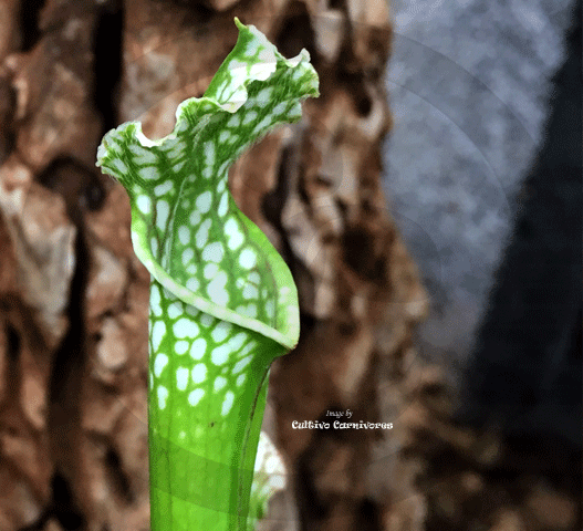 TRUMPET PITCHER:  Sarracenia Leucophylla, Mostly Green & White Tops for sale | Buy carnivorous plants and seeds online @ South Africa's leading online plant nursery, Cultivo Carnivores