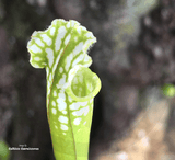 TRUMPET PITCHER:  Sarracenia Leucophylla, Hurricane Creek White for sale | Buy carnivorous plants and seeds online @ South Africa's leading online plant nursery, Cultivo Carnivores