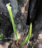 TRUMPET PITCHER:  Sarracenia Leucophylla, Hurricane Creek White for sale | Buy carnivorous plants and seeds online @ South Africa's leading online plant nursery, Cultivo Carnivores