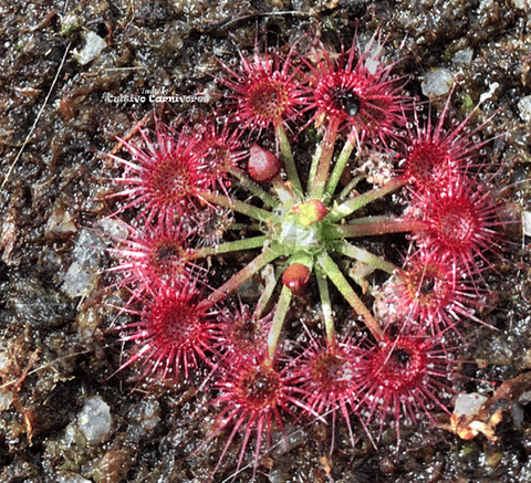 Pot o' Pygmies - Mini Version Sundews - Drosera sp. Carbarup for sale | Buy carnivorous plants and seeds online @ South Africa's leading online plant nursery, Cultivo Carnivores