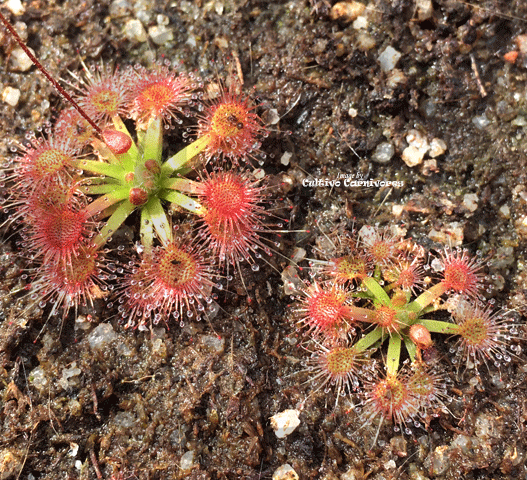 Pot o' Pygmies - Mini Version Sundews - Drosera  xSidjamesii for sale | Buy carnivorous plants and seeds online @ South Africa's leading online plant nursery, Cultivo Carnivores
