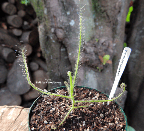 SUNDEW: Drosera Finlaysoniana for sale | Buy carnivorous plants and seeds online @ South Africa's leading online plant nursery, Cultivo Carnivores