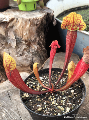 TRUMPET PITCHER:  Sarracenia Barba (Special Hybrid) for sale | Buy carnivorous plants and seeds online @ South Africa's leading online plant nursery, Cultivo Carnivores