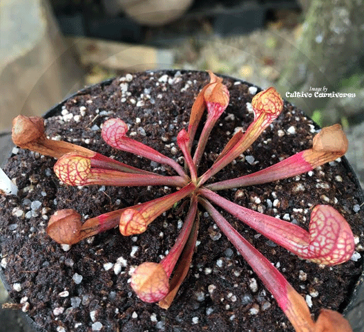 PARROT PITCHER:  Sarracenia Psittacina for sale | Buy carnivorous plants and seeds online @ South Africa's leading online plant nursery, Cultivo Carnivores