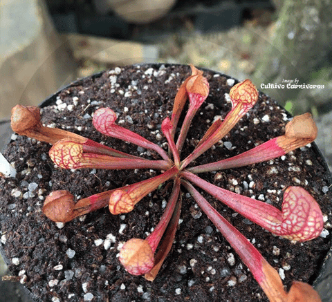 PARROT PITCHER:  Sarracenia Psittacina for sale | Buy carnivorous plants and seeds online @ South Africa's leading online plant nursery, Cultivo Carnivores