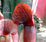 TRUMPET PITCHER:  Sarracenia Barbapapa (Special Hybrid) for sale | Buy carnivorous plants and seeds online @ South Africa's leading online plant nursery, Cultivo Carnivores