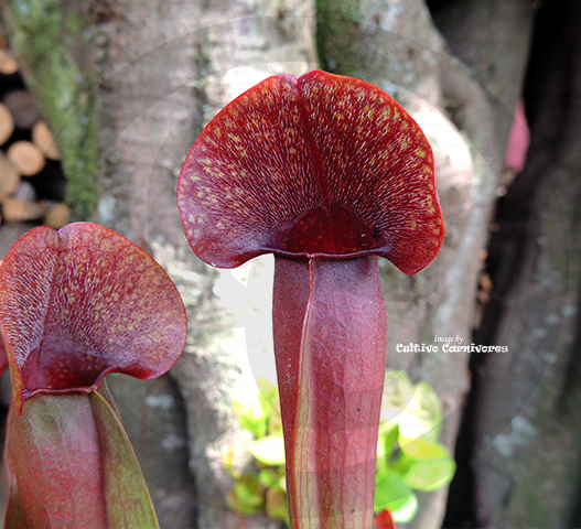 TRUMPET PITCHER:  Sarracenia Barbapapa (Special Hybrid) for sale | Buy carnivorous plants and seeds online @ South Africa's leading online plant nursery, Cultivo Carnivores