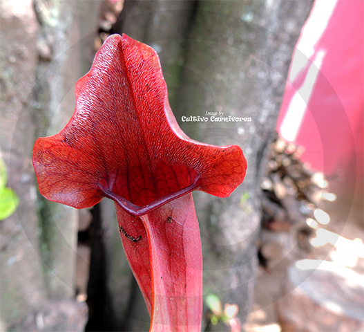 TRUMPET PITCHER:  Sarracenia Maroon (Special Hybrid) for sale | Buy carnivorous plants and seeds online @ South Africa's leading online plant nursery, Cultivo Carnivores