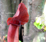 TRUMPET PITCHER:  Sarracenia Maroon (Special Hybrid) for sale | Buy carnivorous plants and seeds online @ South Africa's leading online plant nursery, Cultivo Carnivores