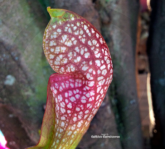 TRUMPET PITCHER:  Sarracenia Scarlet Belle for sale | Buy carnivorous plants and seeds online @ South Africa's leading online plant nursery, Cultivo Carnivores