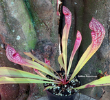 TRUMPET PITCHER:  Sarracenia Scarlet Belle for sale | Buy carnivorous plants and seeds online @ South Africa's leading online plant nursery, Cultivo Carnivores