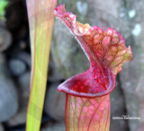 TRUMPET PITCHER:  Sarracenia Stevensii, Type B (Special Hybrid) for sale | Buy carnivorous plants and seeds online @ South Africa's leading online plant nursery, Cultivo Carnivores