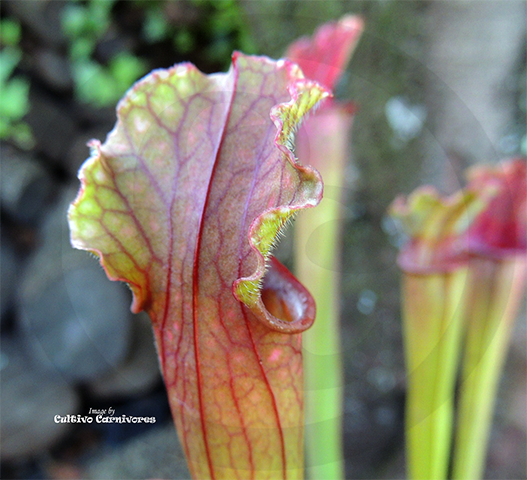 TRUMPET PITCHER:  Sarracenia Stevensii, Type B (Special Hybrid) for sale | Buy carnivorous plants and seeds online @ South Africa's leading online plant nursery, Cultivo Carnivores