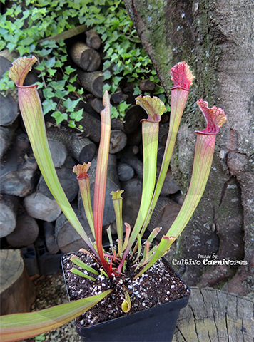 TRUMPET PITCHER:  Sarracenia Stevensii, Type B (Special Hybrid) for sale | Buy carnivorous plants and seeds online @ South Africa's leading online plant nursery, Cultivo Carnivores