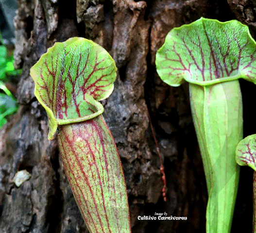 TRUMPET PITCHER:  Sarracenia Barba (Special Hybrid) for sale | Buy carnivorous plants and seeds online @ South Africa's leading online plant nursery, Cultivo Carnivores