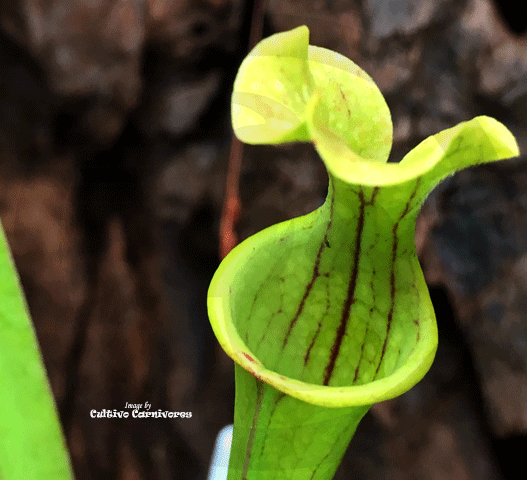 TRUMPET PITCHER:  Sarracenia Flava var ornata (Clone P02) for sale | Buy carnivorous plants and seeds online @ South Africa's leading online plant nursery, Cultivo Carnivores