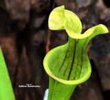 TRUMPET PITCHER:  Sarracenia Flava var ornata (Clone P02) for sale | Buy carnivorous plants and seeds online @ South Africa's leading online plant nursery, Cultivo Carnivores