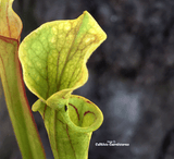 TRUMPET PITCHER:  Sarracenia Flava var ornata (Clone P02) for sale | Buy carnivorous plants and seeds online @ South Africa's leading online plant nursery, Cultivo Carnivores