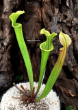TRUMPET PITCHER:  Sarracenia Flava var ornata (Clone P02) for sale | Buy carnivorous plants and seeds online @ South Africa's leading online plant nursery, Cultivo Carnivores