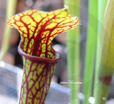 TRUMPET PITCHER:  Sarracenia Flava var ornata (Clone P4) for sale | Buy carnivorous plants and seeds online @ South Africa's leading online plant nursery, Cultivo Carnivores