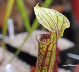 TRUMPET PITCHER:  Sarracenia Flava var ornata (Clone P4) for sale | Buy carnivorous plants and seeds online @ South Africa's leading online plant nursery, Cultivo Carnivores