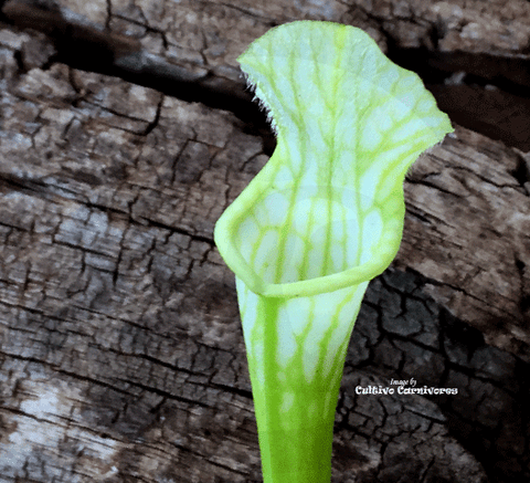 TRUMPET PITCHER:  Sarracenia Leucophylla var viridescens (Seedgrown) SEED: OW06 for sale | Buy carnivorous plants and seeds online @ South Africa's leading online plant nursery, Cultivo Carnivores