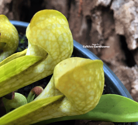 PARROT PITCHER:  Sarracenia Psittacina var heterophylla loc Wewahitchka (Seedgrown) for sale | Buy carnivorous plants and seeds online @ South Africa's leading online plant nursery, Cultivo Carnivores