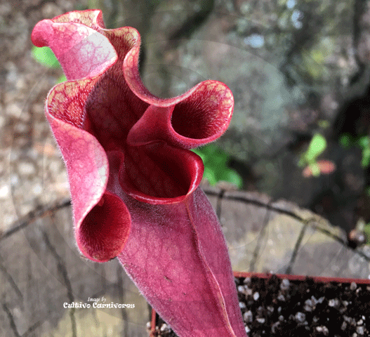 PURPLE PITCHER PLANT:  Sarracenia Ewalina (Special Hybrid) for sale | Buy carnivorous plants and seeds online @ South Africa's leading online plant nursery, Cultivo Carnivores