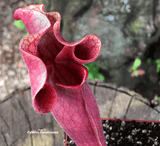 PURPLE PITCHER PLANT:  Sarracenia Ewalina (Special Hybrid) for sale | Buy carnivorous plants and seeds online @ South Africa's leading online plant nursery, Cultivo Carnivores