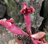PURPLE PITCHER PLANT:  Sarracenia Ewalina (Special Hybrid) for sale | Buy carnivorous plants and seeds online @ South Africa's leading online plant nursery, Cultivo Carnivores
