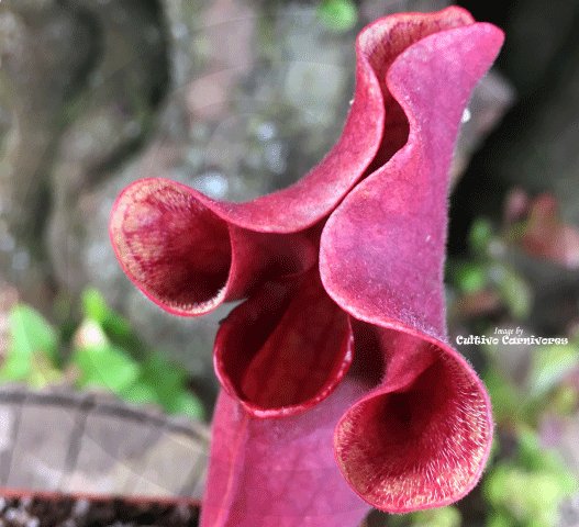 PURPLE PITCHER PLANT:  Sarracenia Ewalina (Special Hybrid) for sale | Buy carnivorous plants and seeds online @ South Africa's leading online plant nursery, Cultivo Carnivores