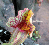 PURPLE PITCHER PLANT:  Sarracenia Purpurea ssp. venosa (Heavy veined) for sale | Buy carnivorous plants and seeds online @ South Africa's leading online plant nursery, Cultivo Carnivores
