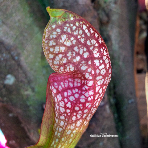 Close-up of mature Sarracenia Scarlet Belle pitcher - parrot pitcher hybrid, buy carnivorous trumpet pitcher plant for sale in South Africa