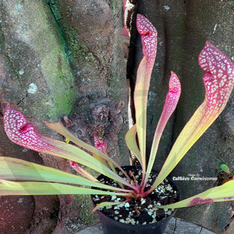 Full mature Sarracenia Scarlet Belle carnivorous plant, parrot and trumpet pitcher hybrid for sale South Africa