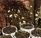 BLADDERWORT: Utricularia Bisquamata for sale | Buy carnivorous plants and seeds online @ South Africa's leading online plant nursery, Cultivo Carnivores