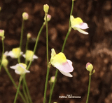 BLADDERWORT: Utricularia Bisquamata for sale | Buy carnivorous plants and seeds online @ South Africa's leading online plant nursery, Cultivo Carnivores