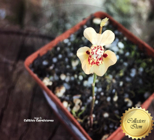 BLADDERWORT: Utricularia Fulva loc Rockhole, Australia for sale | Buy carnivorous plants and seeds online @ South Africa's leading online plant nursery, Cultivo Carnivores